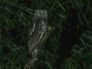  - Akun Eagle-Owl