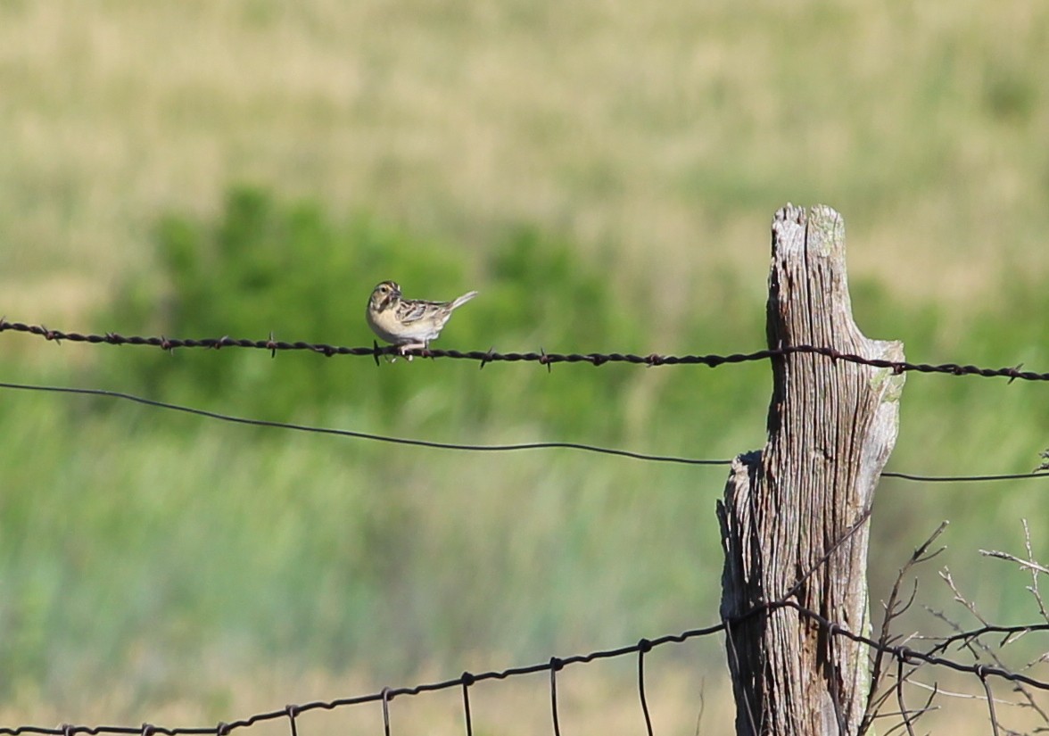 Grasshopper Sparrow - ML30318661