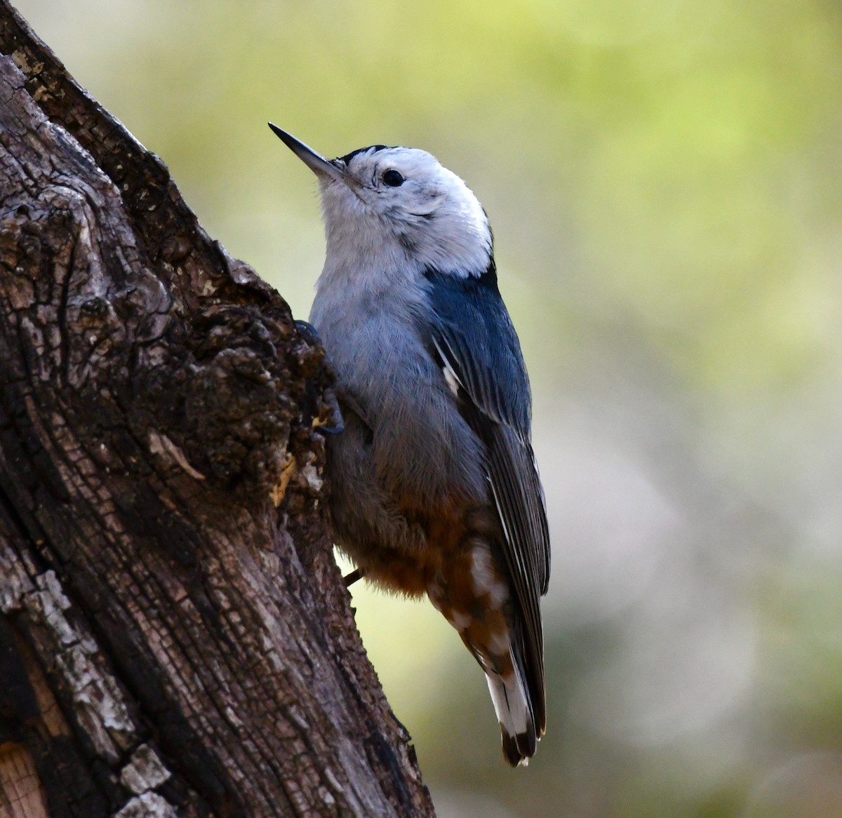 White-breasted Nuthatch - Adam Dudley
