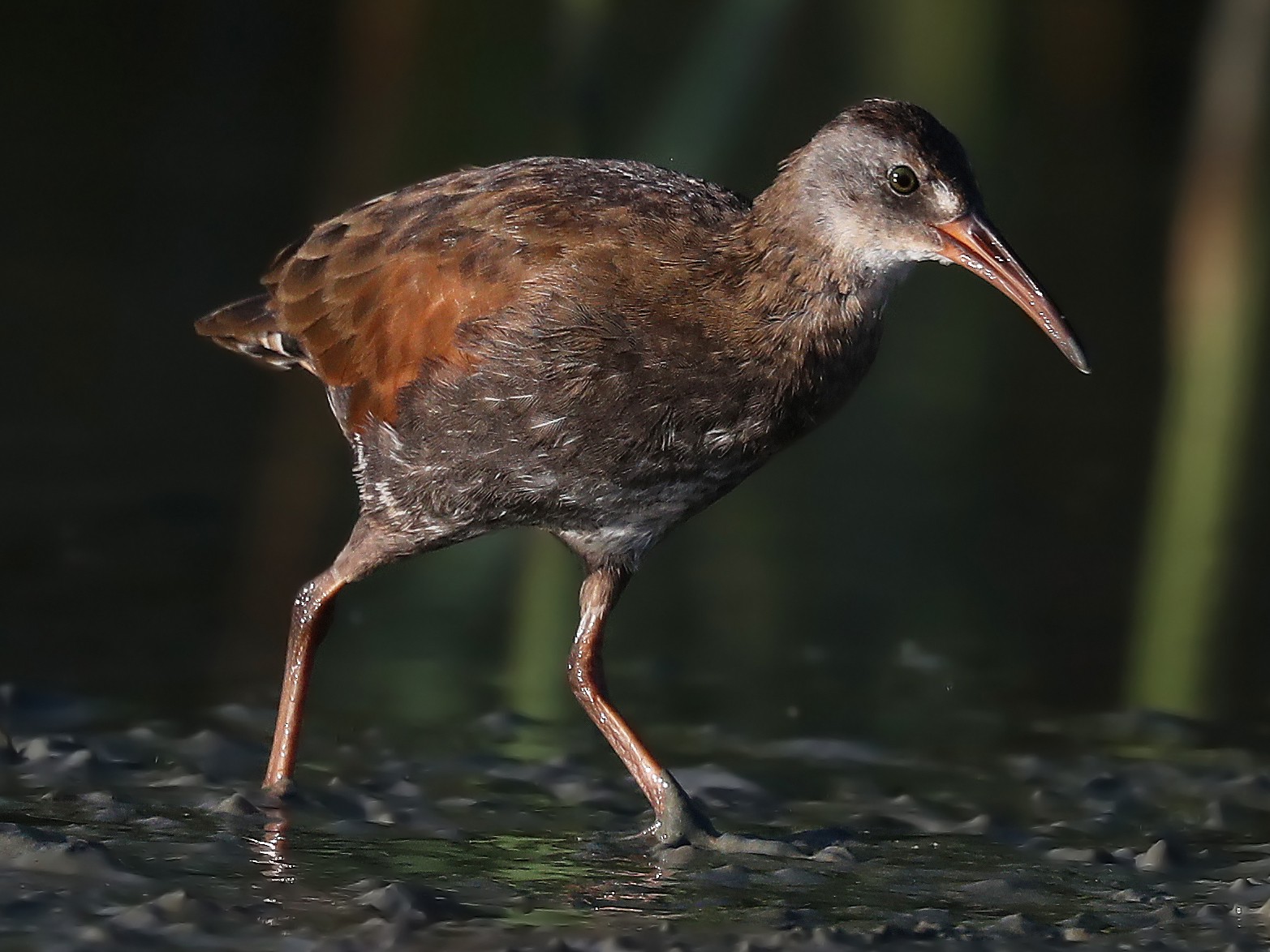 Virginia Rail - Matt Davis