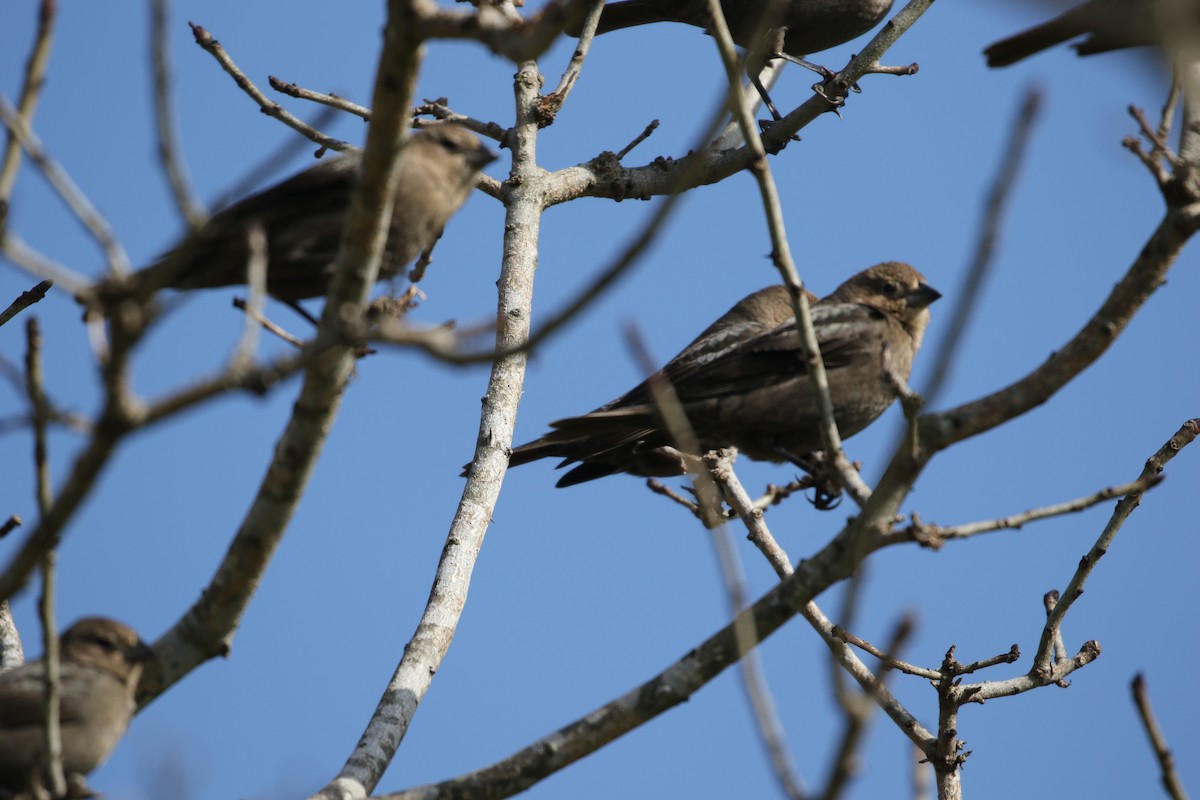 Brown-headed Cowbird - ML303192401