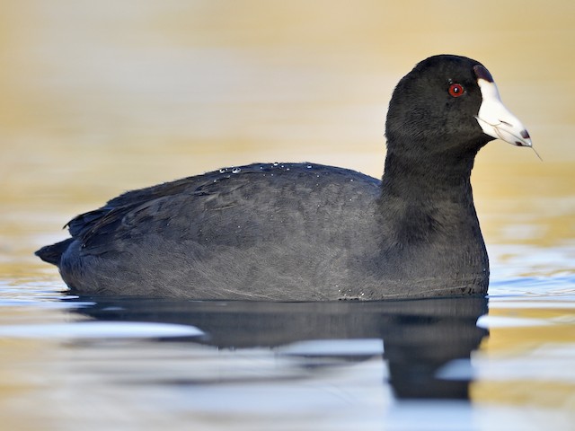 - American Coot - Fulica - Birds the World