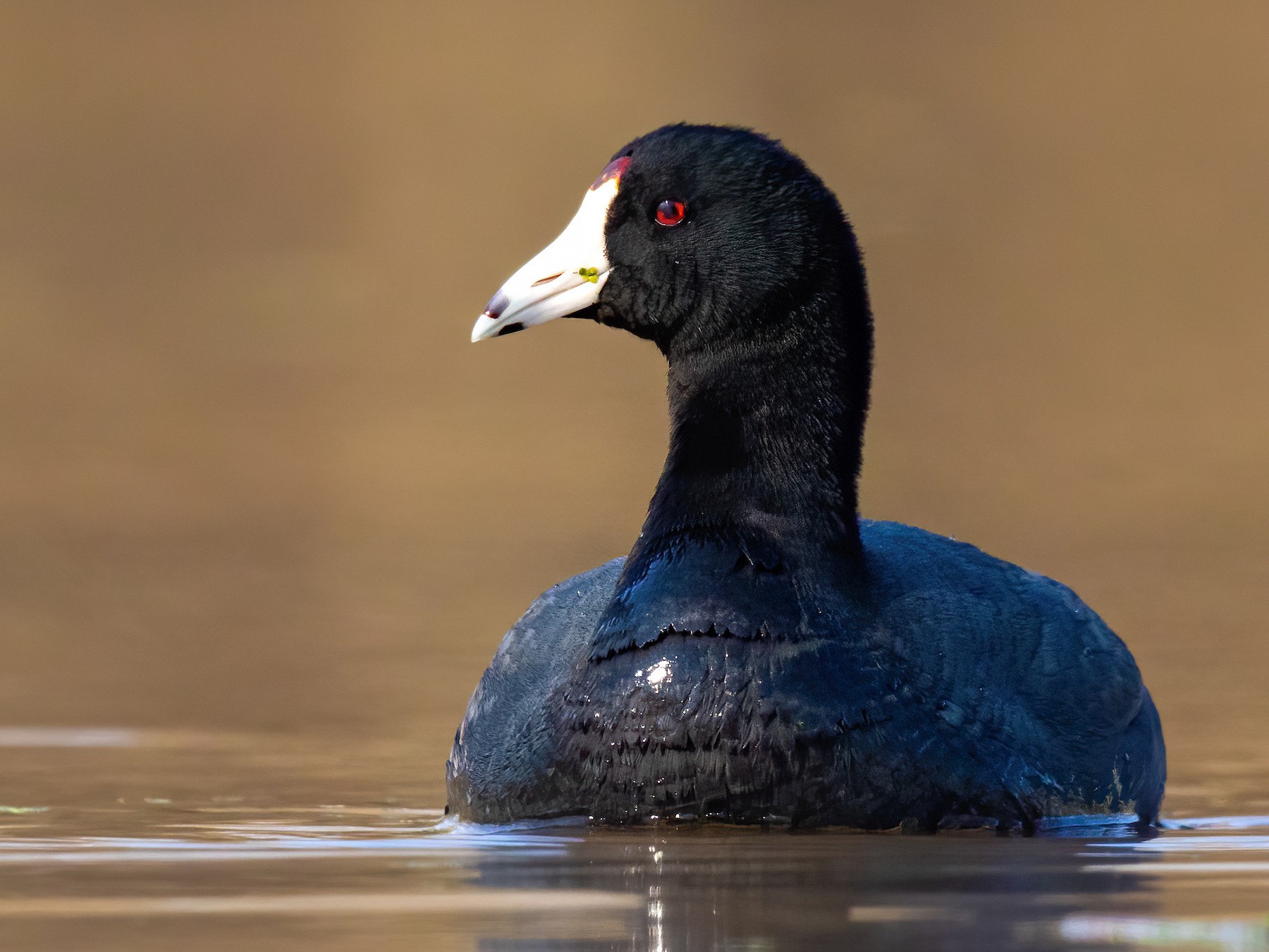 American Coot - Brad Imhoff