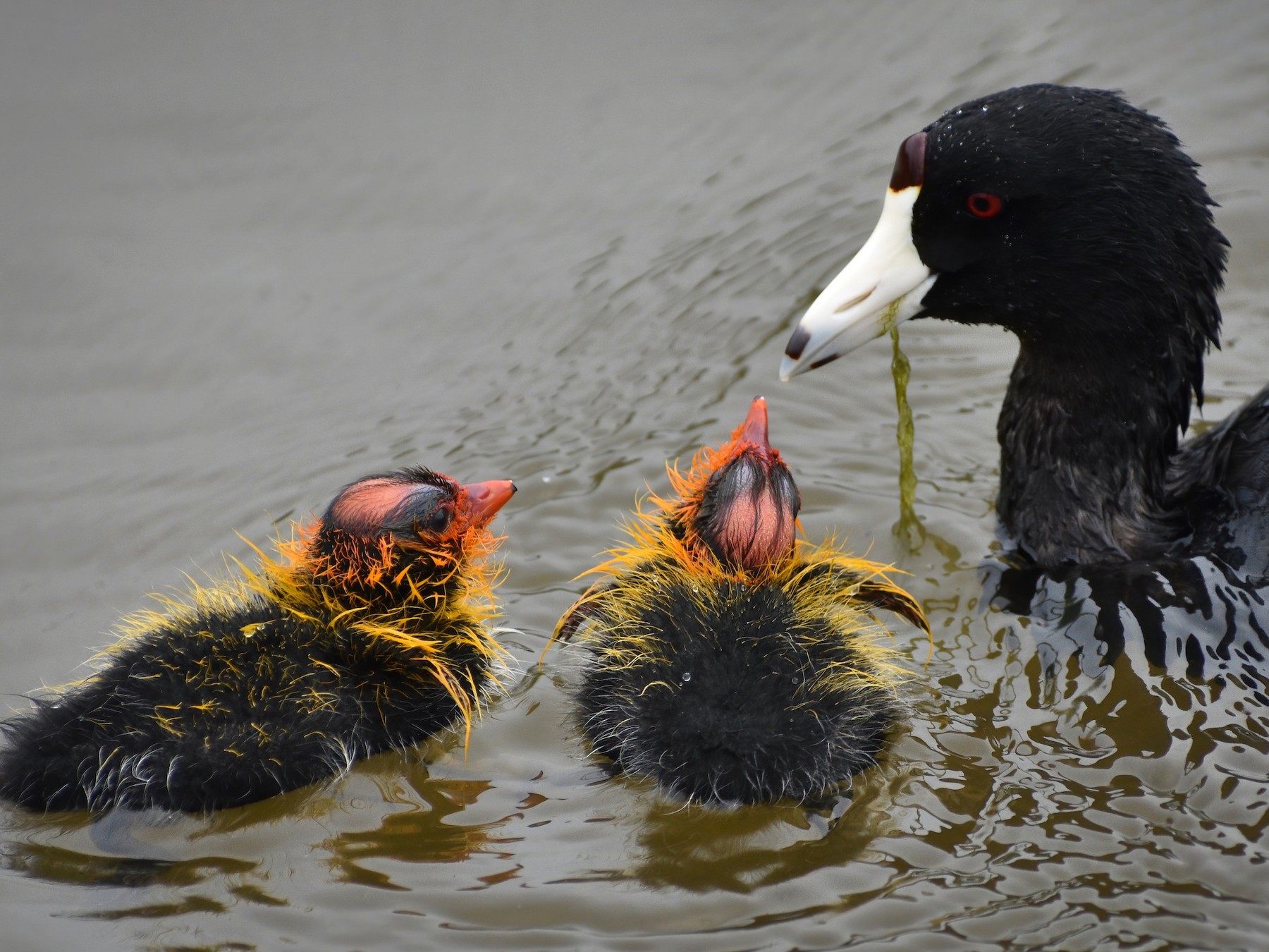 American Coot - Megan Buers