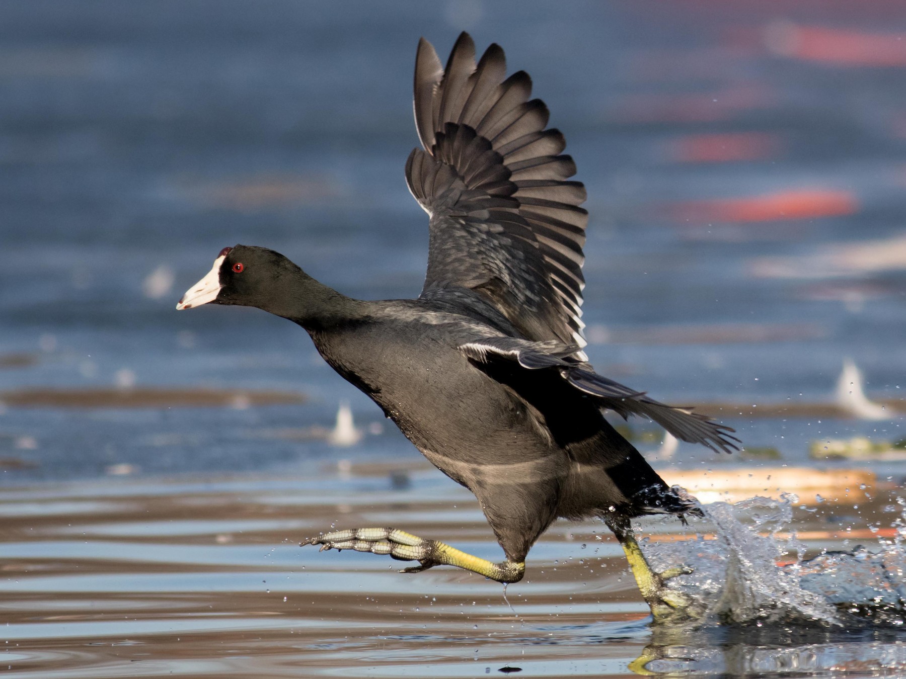 American Coot - August Davidson-Onsgard