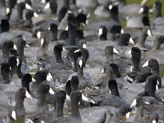  - American Coot (Red-shielded)
