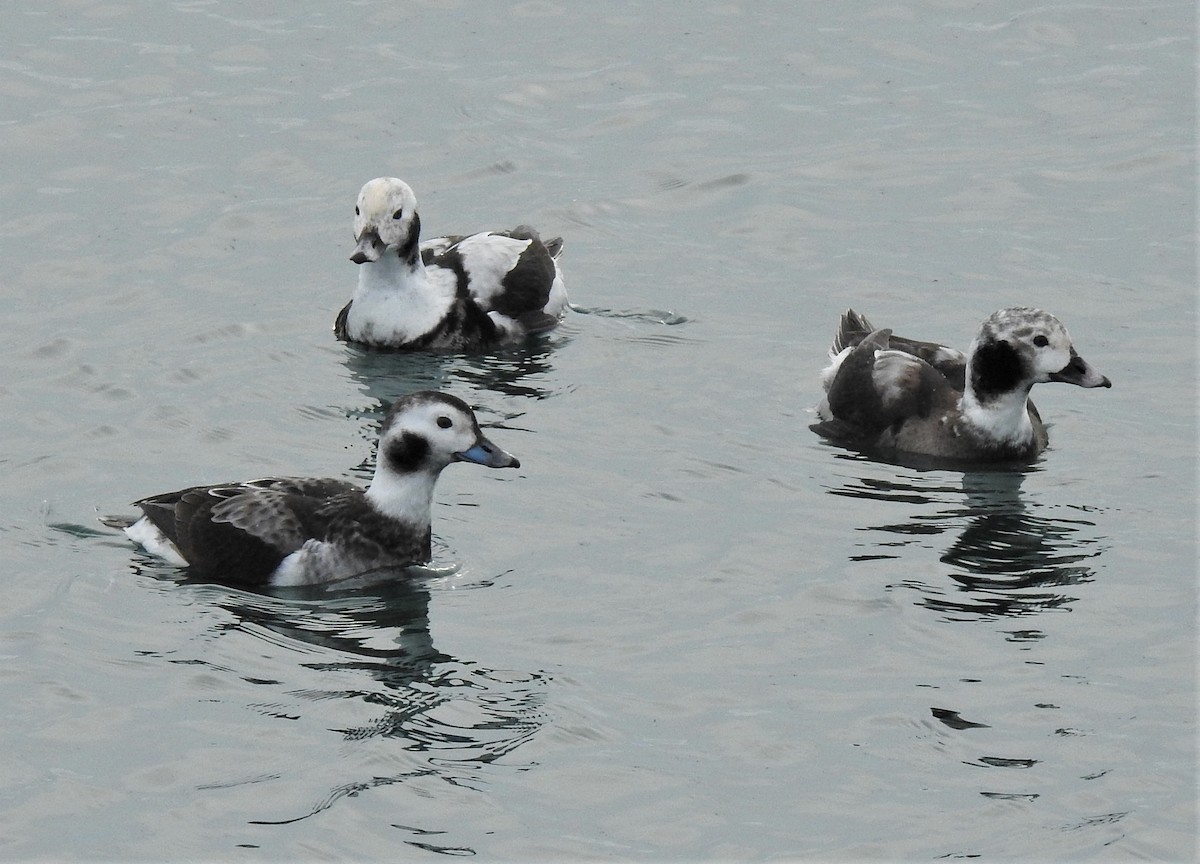 Long-tailed Duck - ML303193991