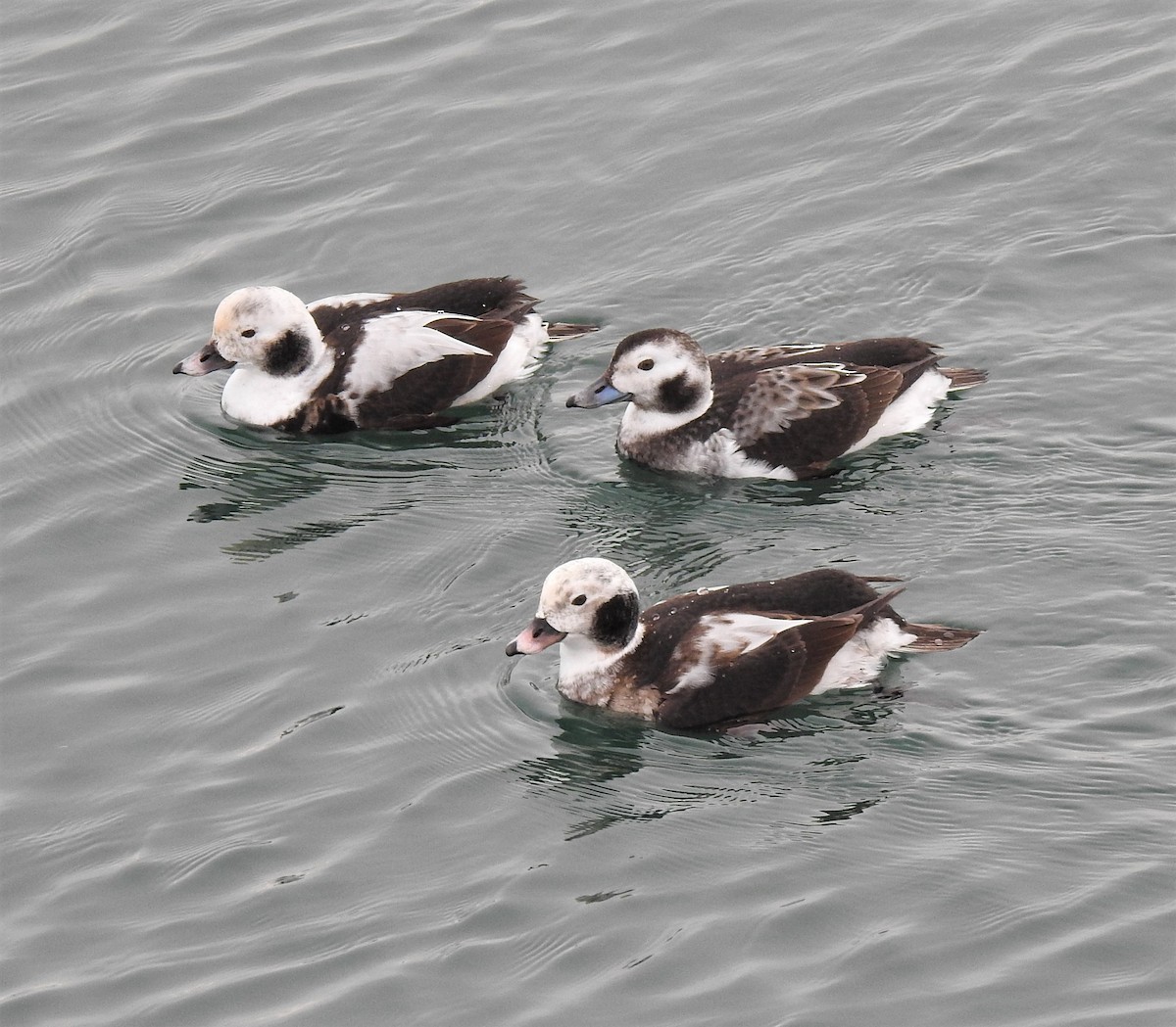 Long-tailed Duck - ML303194001