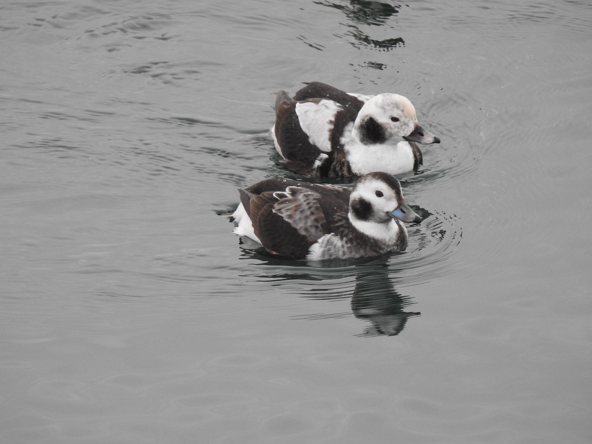 Long-tailed Duck - ML303194031