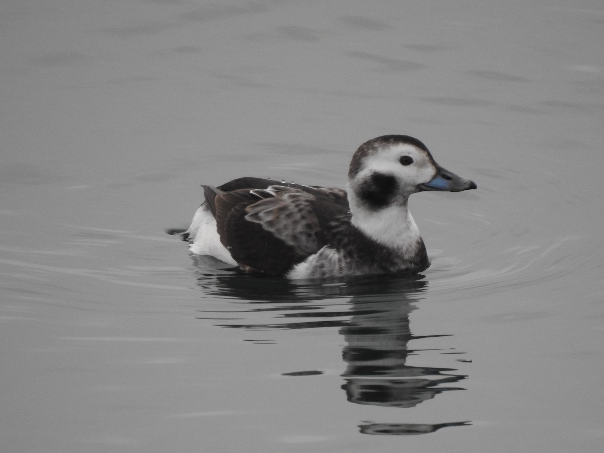 Long-tailed Duck - ML303194041