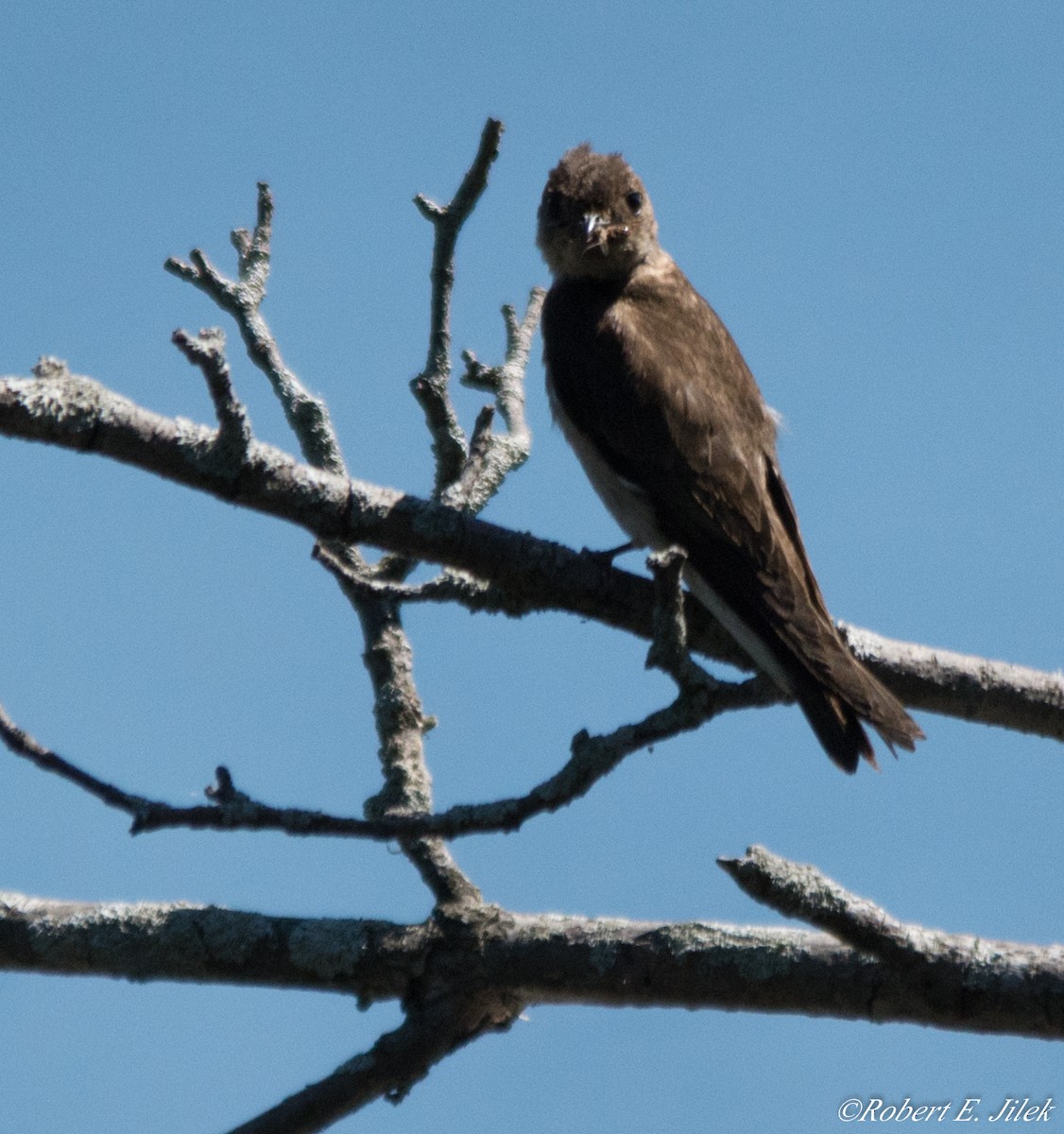 Northern Rough-winged Swallow - Robert Jilek