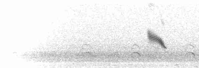 Plectrophane lapon - ML303197