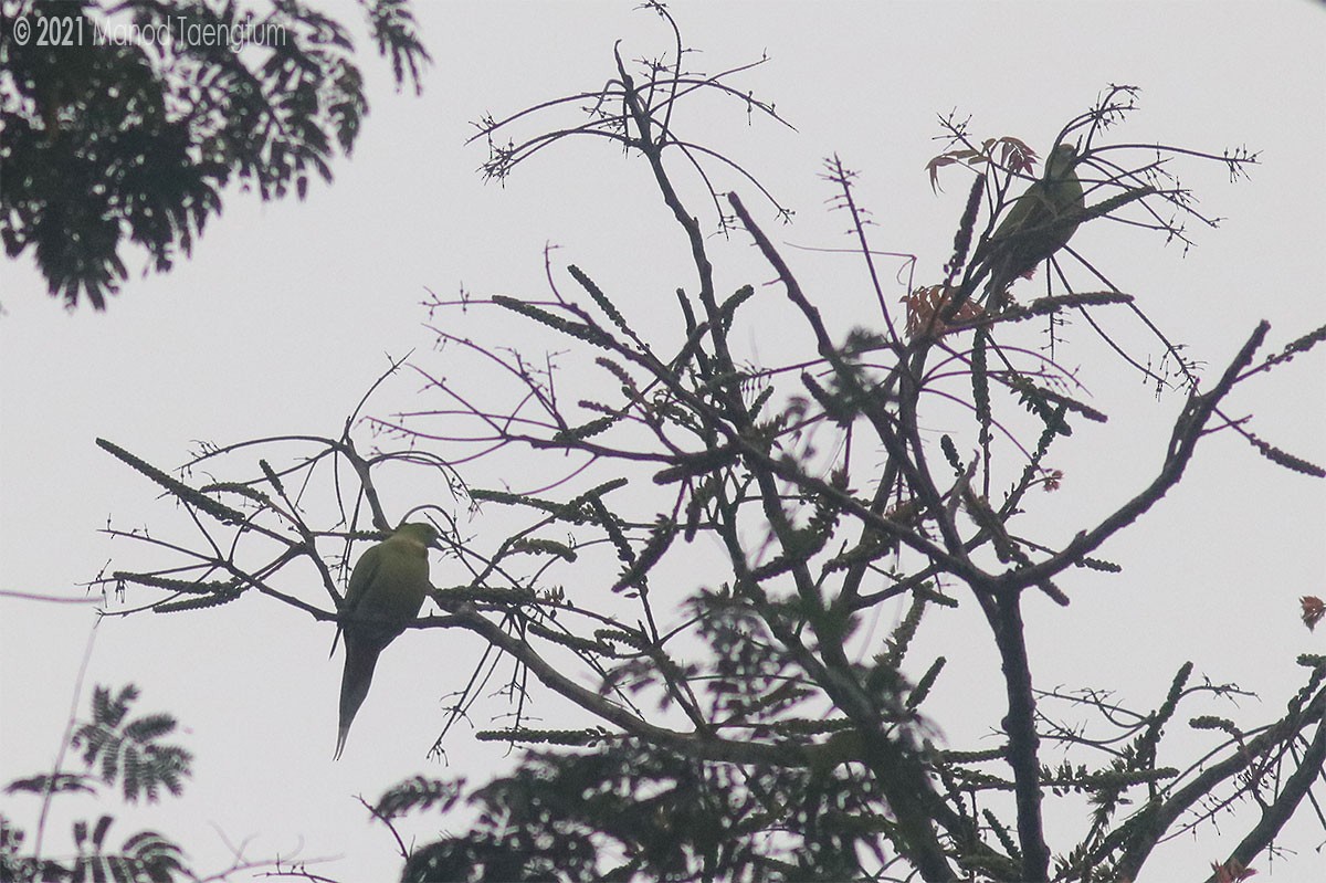 Pin-tailed Green-Pigeon - ML303198031