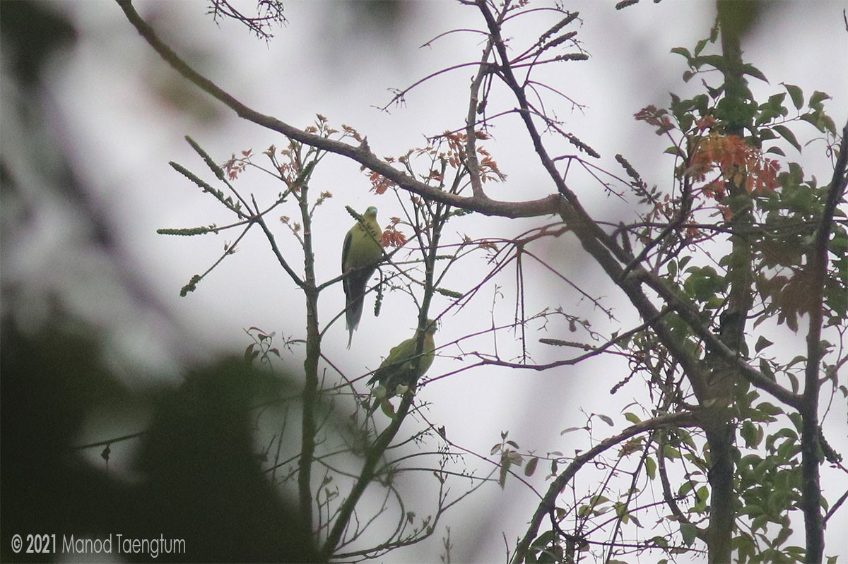 Pin-tailed Green-Pigeon - Manod Taengtum