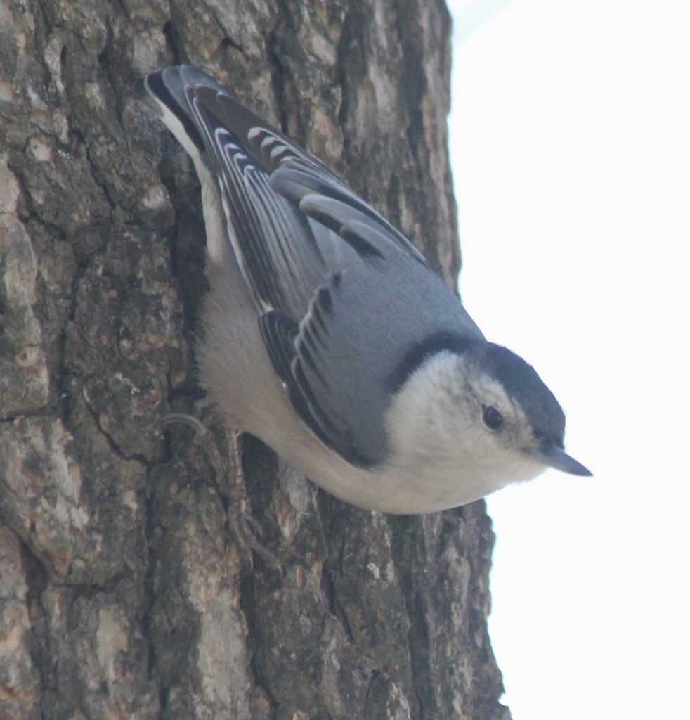 White-breasted Nuthatch - David Brotherton, cc