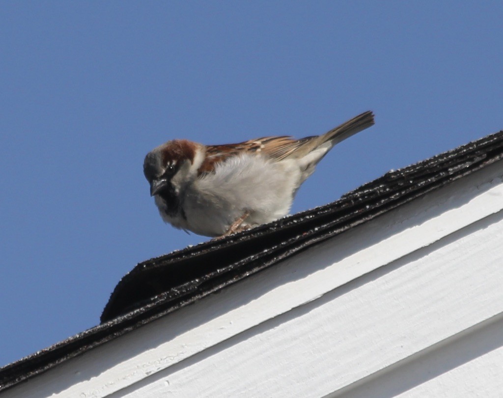 House Sparrow - David Brotherton, cc