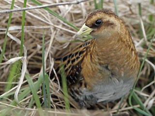 Adult - Sparrow Claw - ML303199891