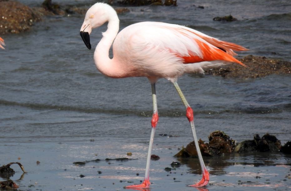 Chilean Flamingo - ML303207021