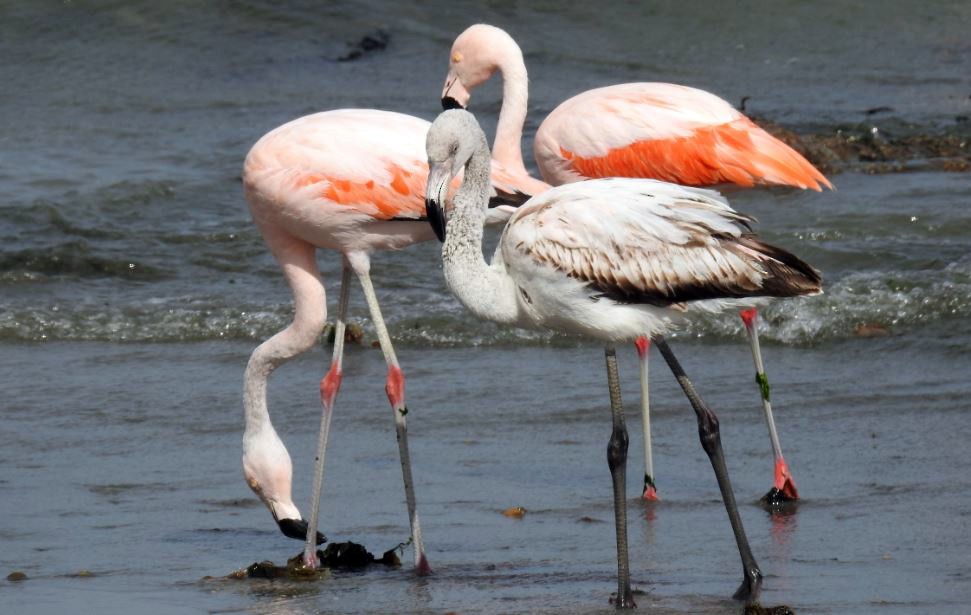 Chilean Flamingo - ML303207031