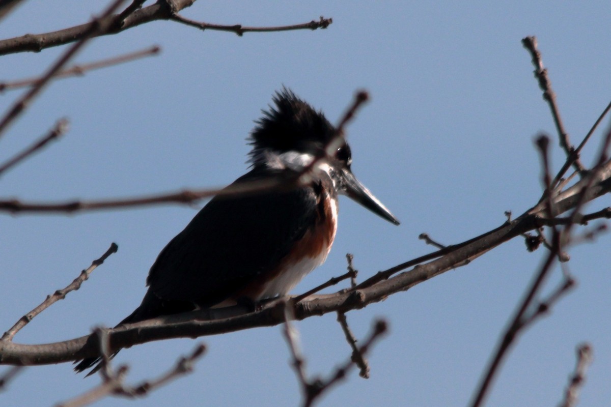 Belted Kingfisher - ML303208841