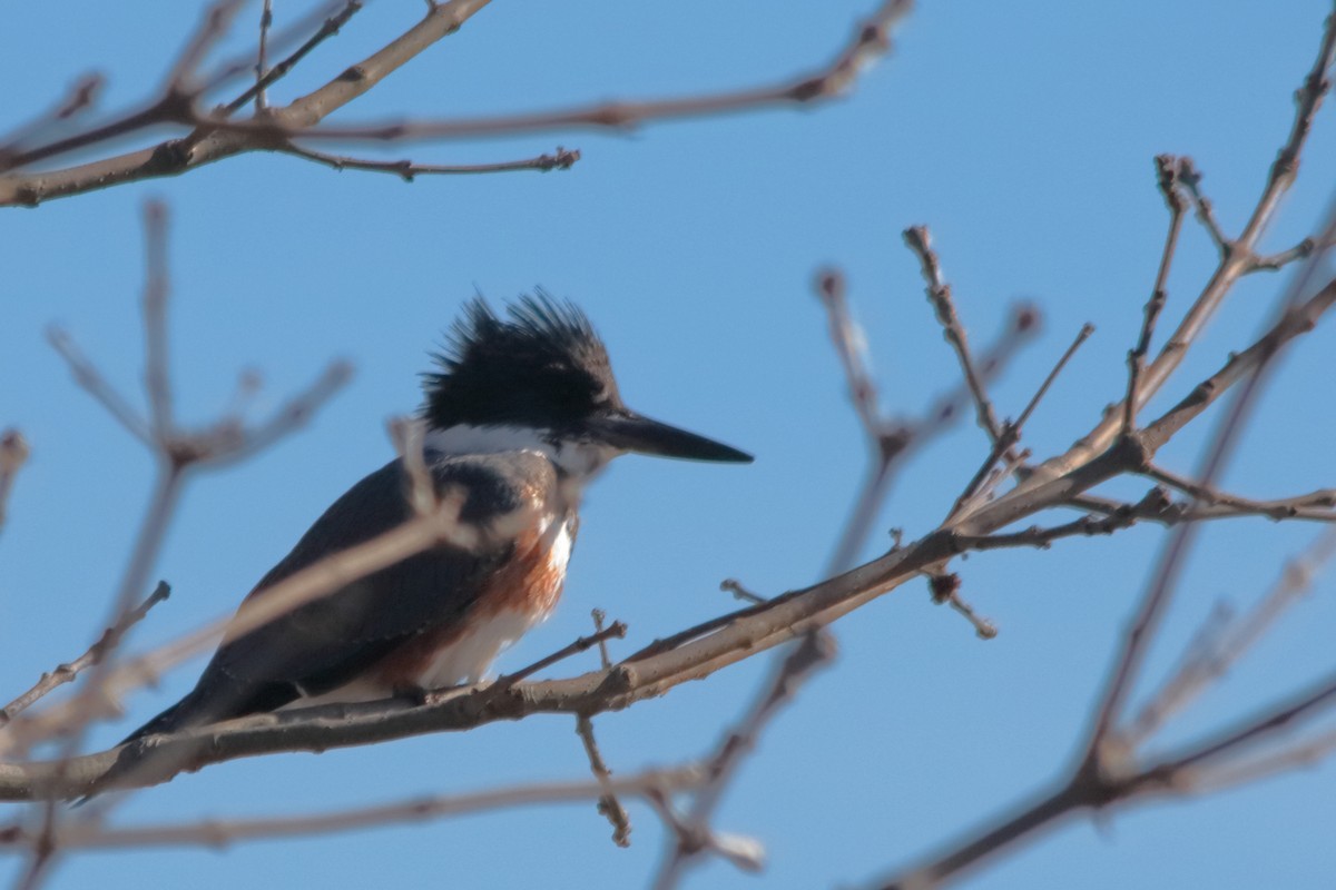 Belted Kingfisher - ML303208981