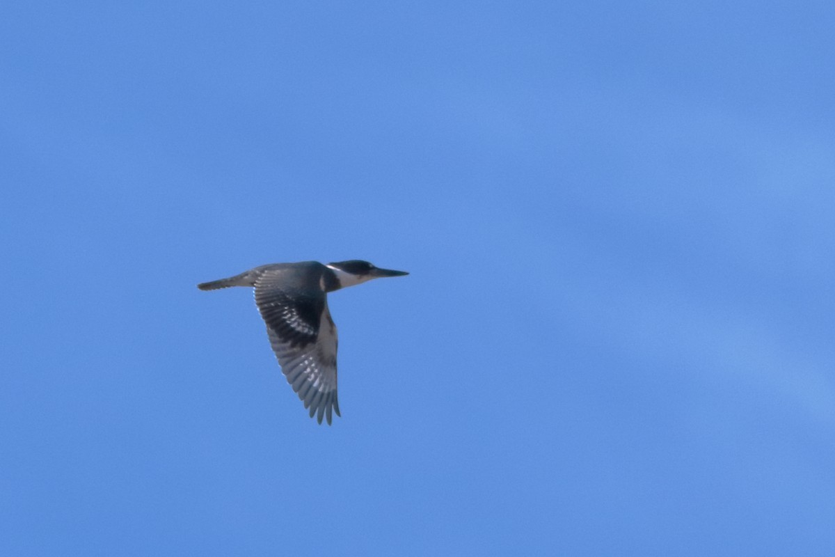 Belted Kingfisher - ML303209131
