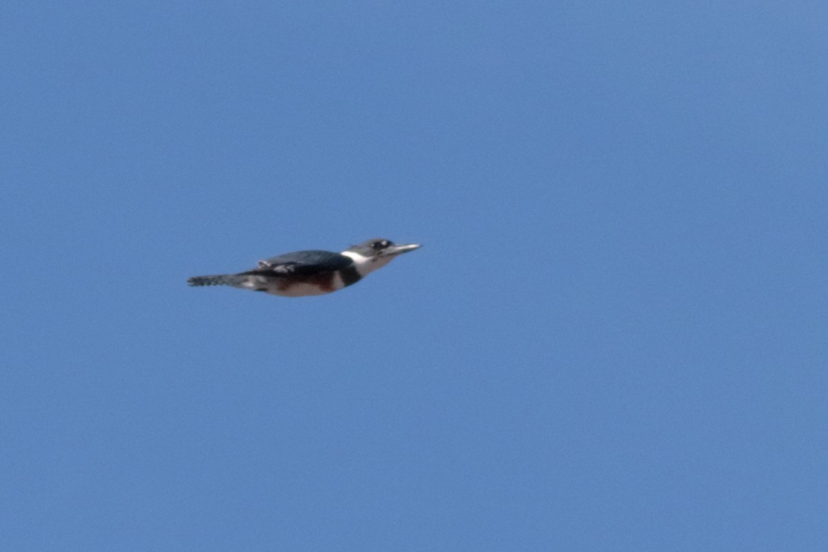 Belted Kingfisher - ML303209401