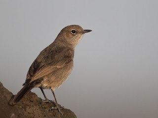  - Sombre Rock Chat