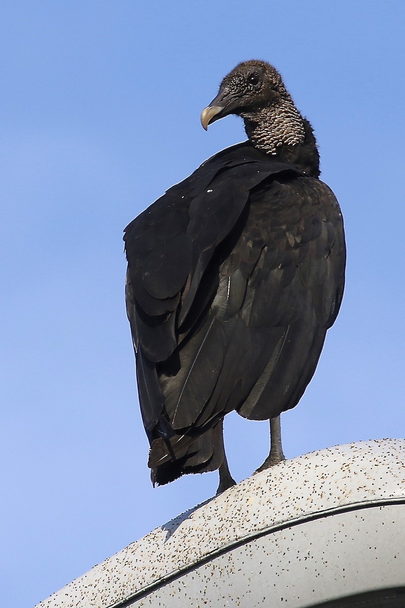 Black Vulture - ML303210721