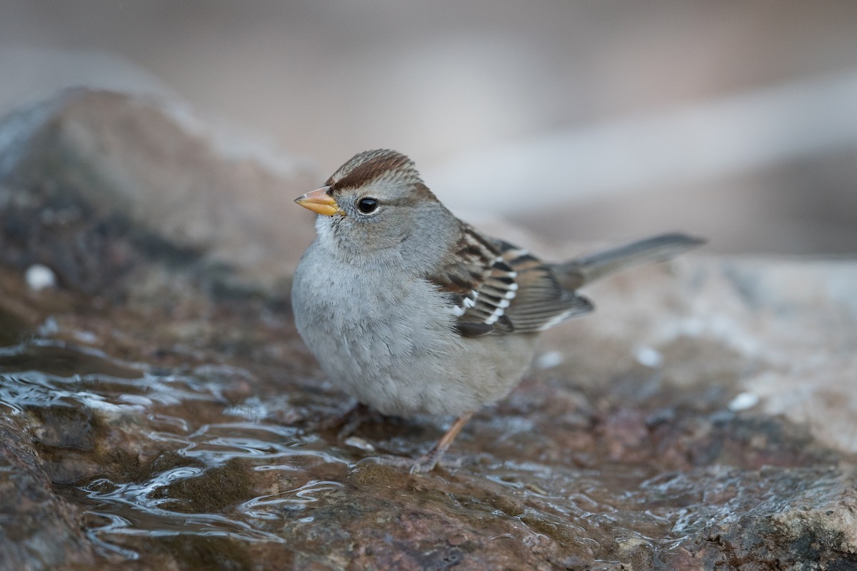 White-crowned Sparrow - John C. Mittermeier