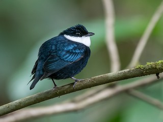  - White-ruffed Manakin