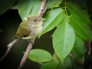  - Tiny Tyrant-Manakin