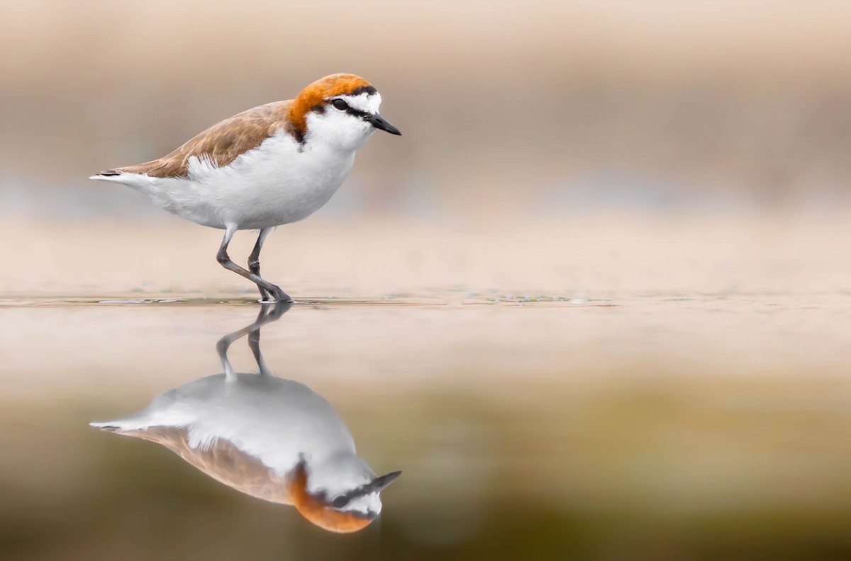 Red-capped Plover - ML303216741