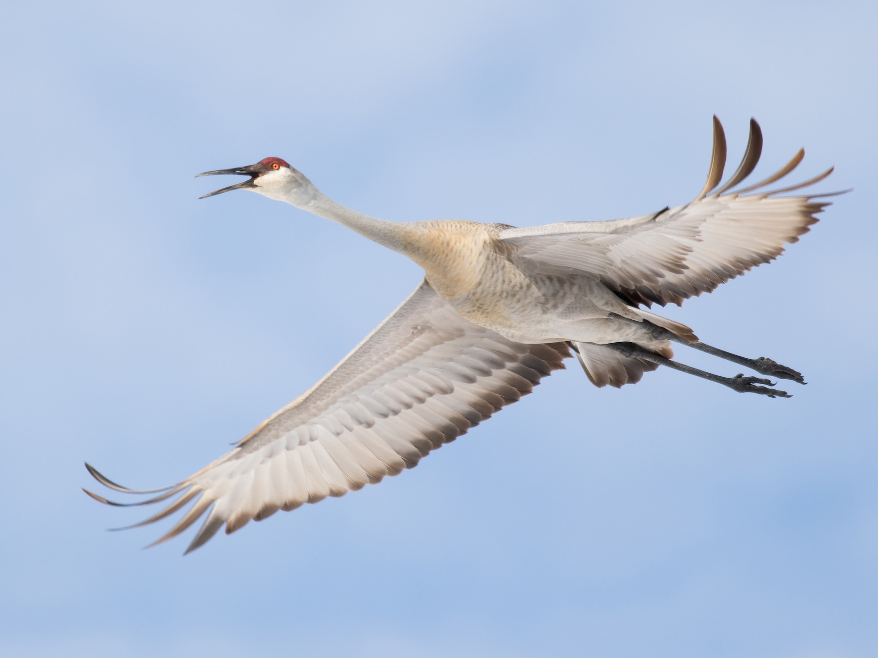 Sandhill Crane(Grue du Canada) (Oiseaux du Québec) · iNaturalist