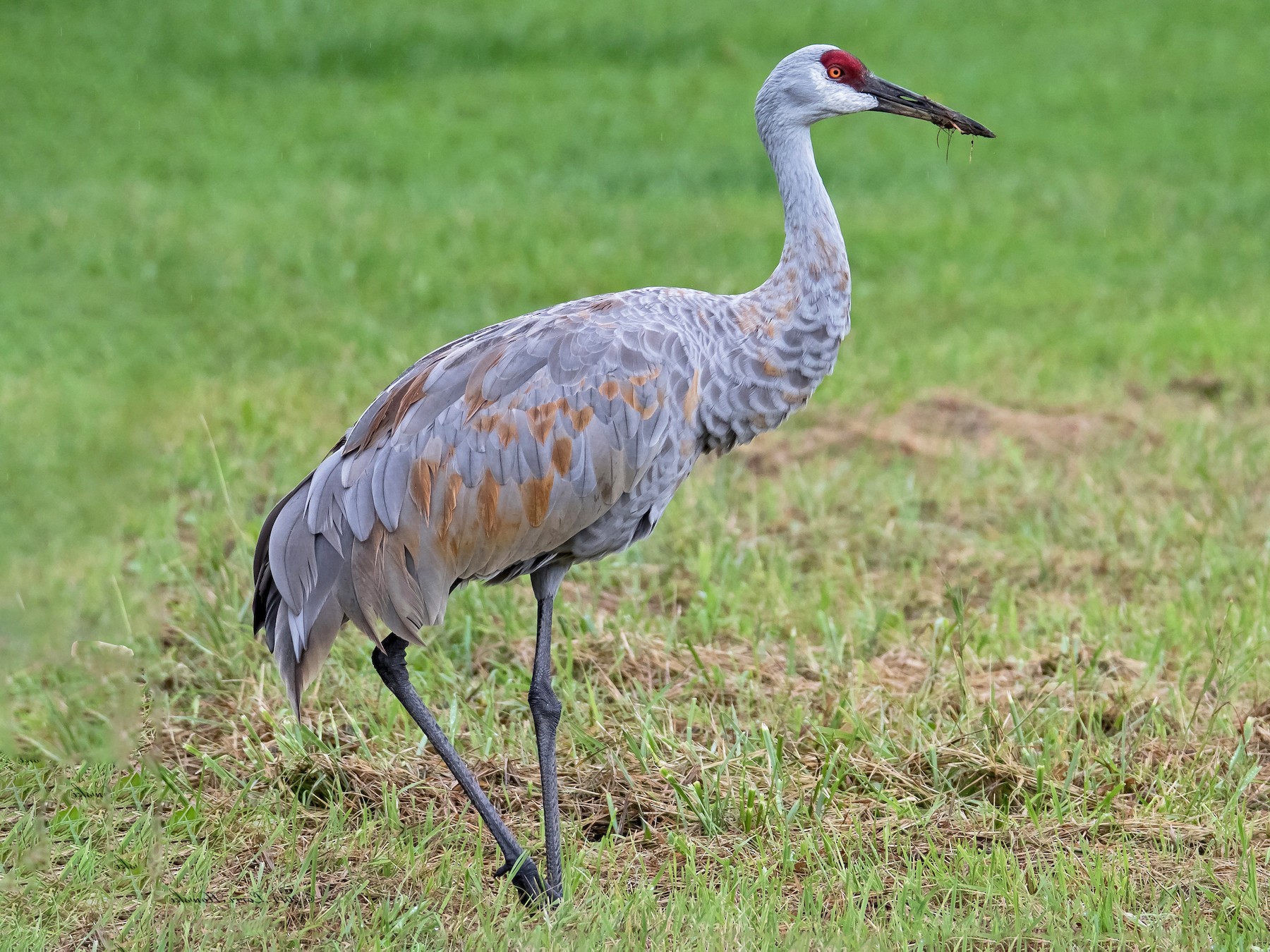 Sandhill Crane - Lorri Howski 🦋