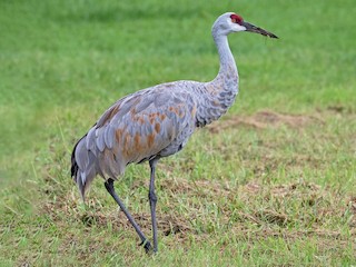  - Sandhill Crane