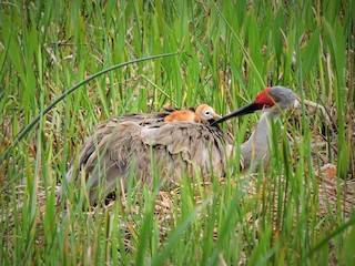 成鳥と幼鳥 - S. K.  Jones - ML303217611