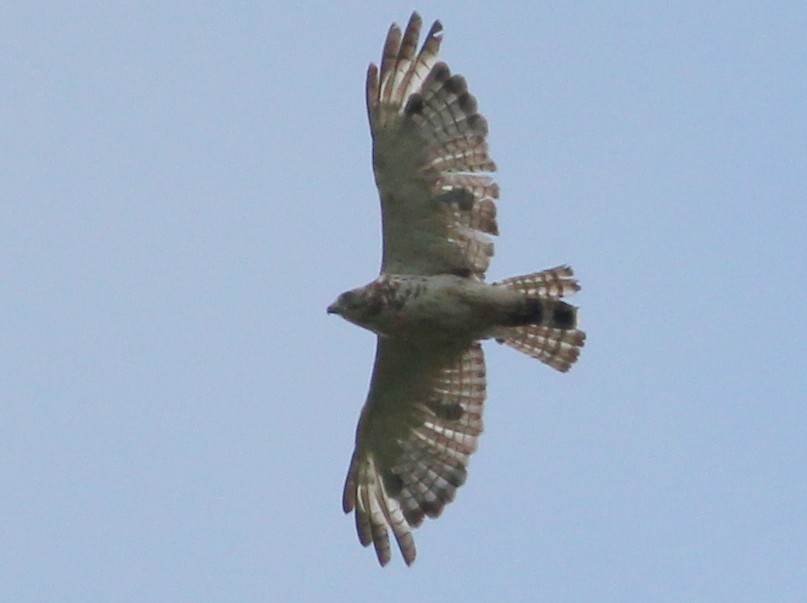 Broad-winged Hawk - ML30321811