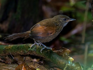  - Stripe-breasted Spinetail