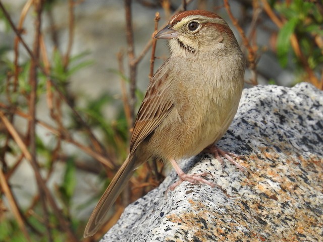 Rufous-crowned Sparrow