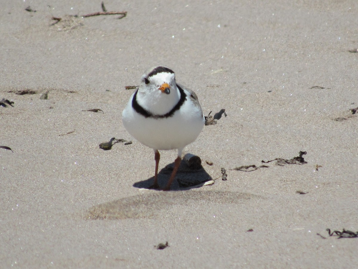 Piping Plover - ML30322161