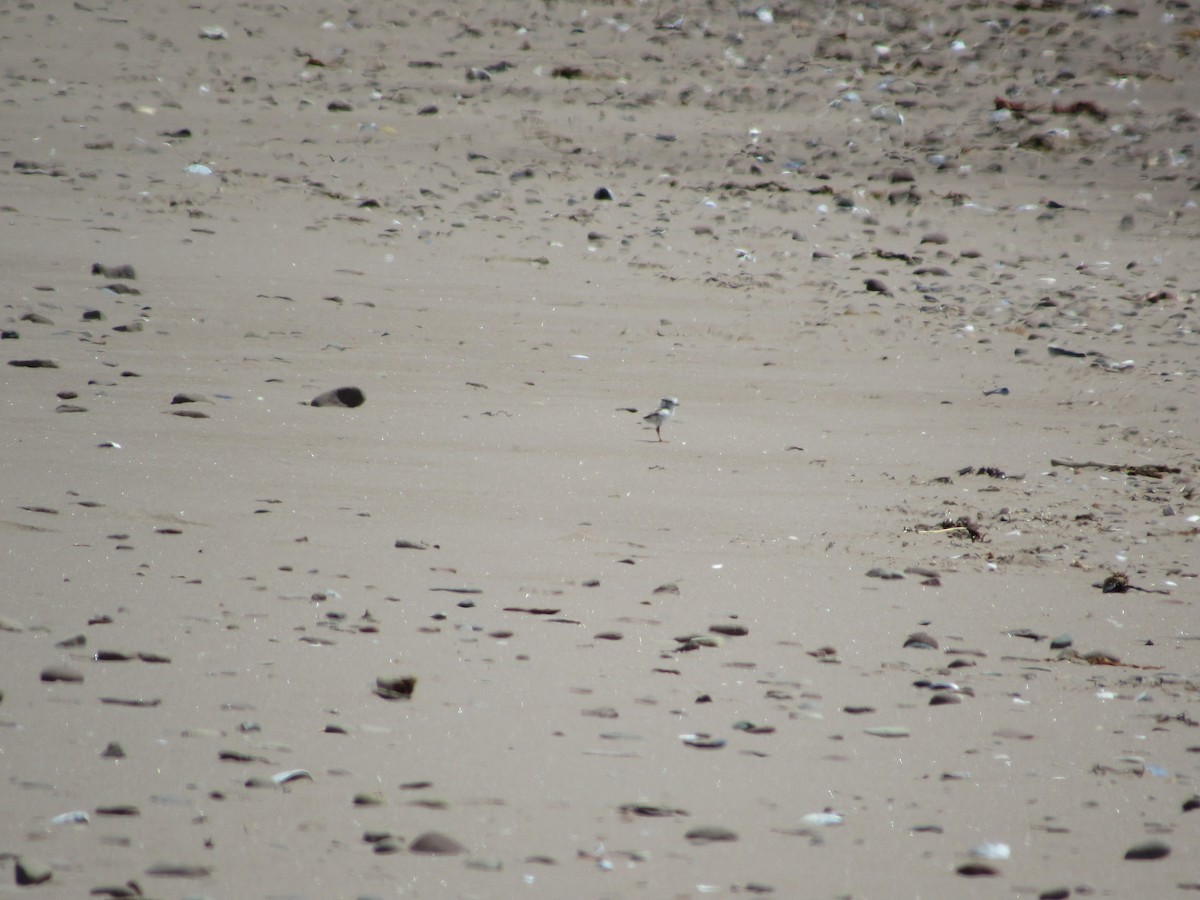 Piping Plover - ML30322181