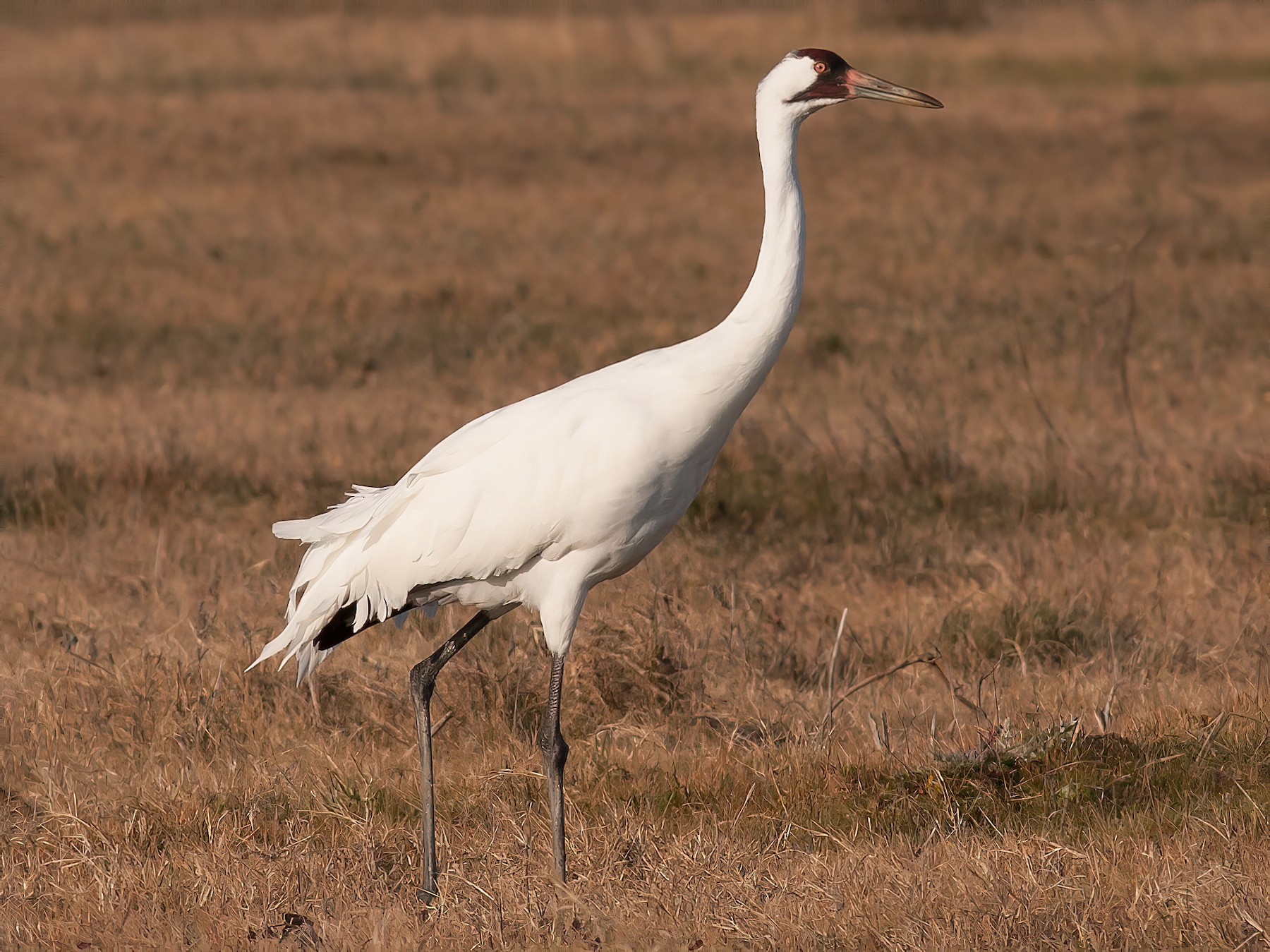 Whooping Crane - Tom Johnson