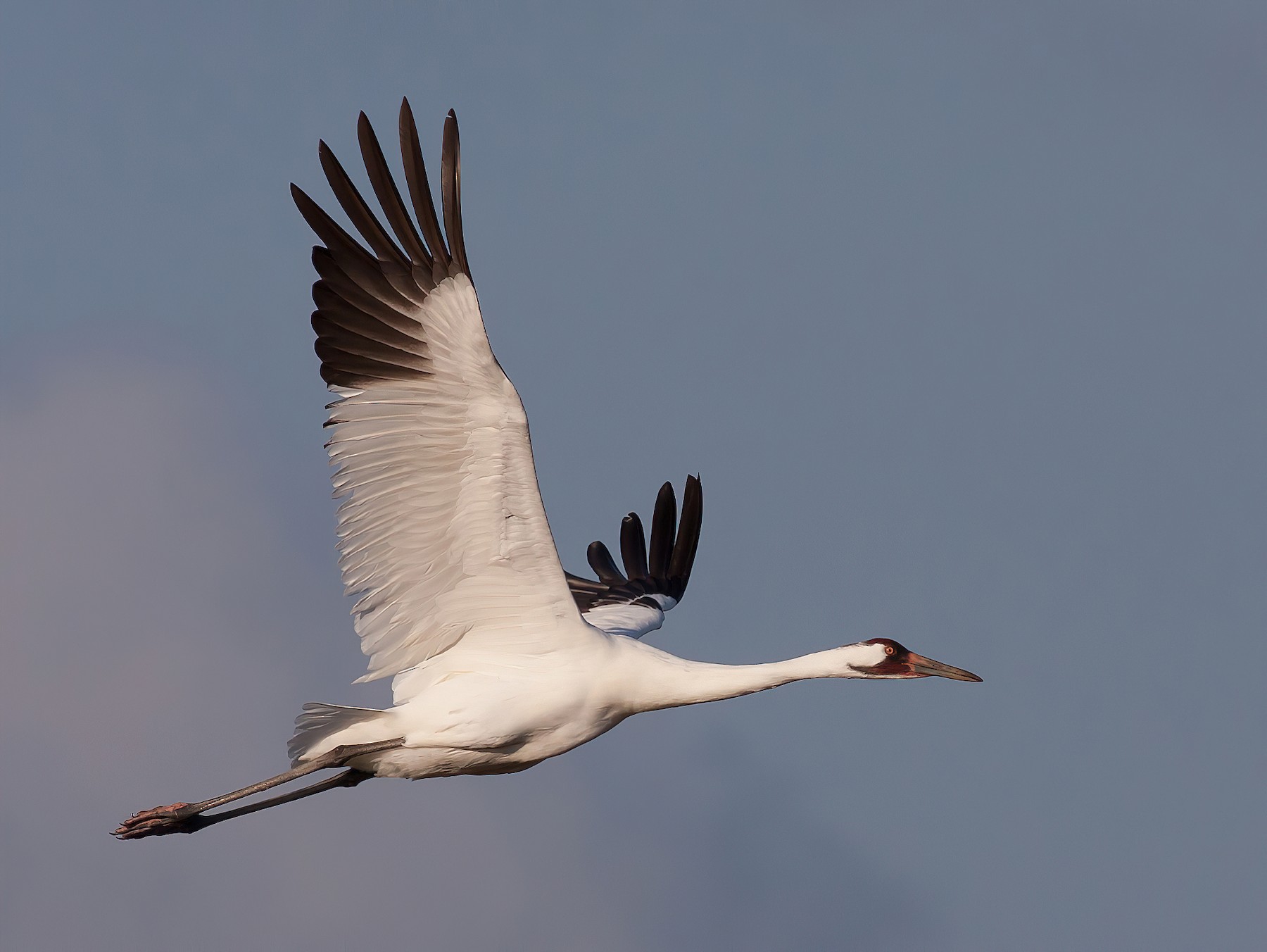 Whooping Crane - Tom Johnson