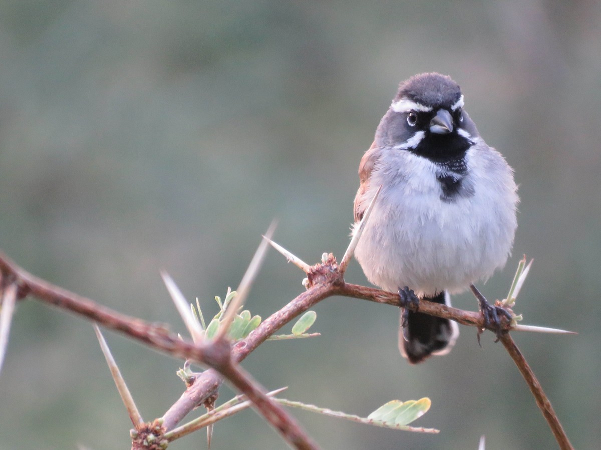 Black-throated Sparrow - Robert Bochenek