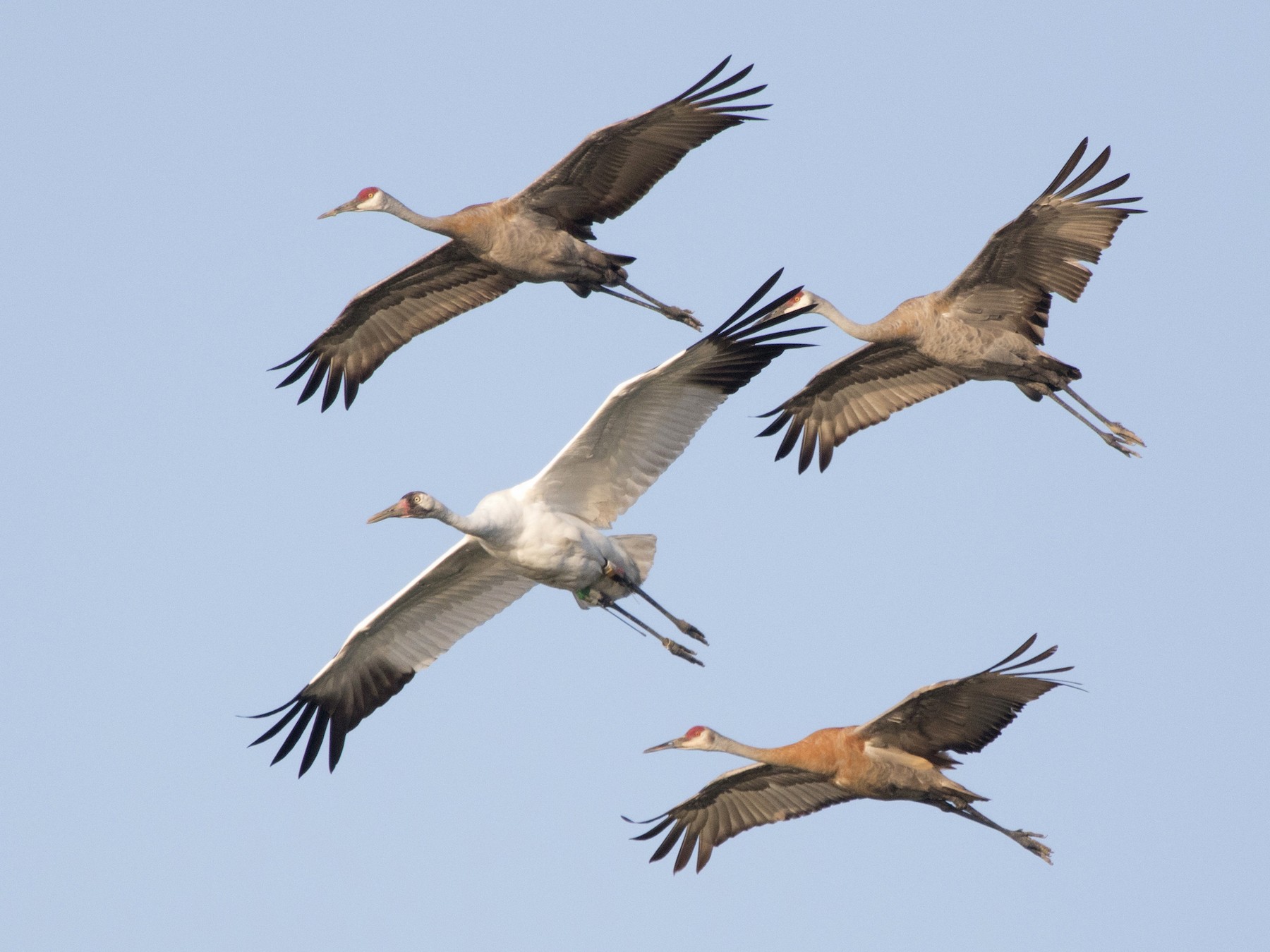 Whooping Crane - Michael Bowen