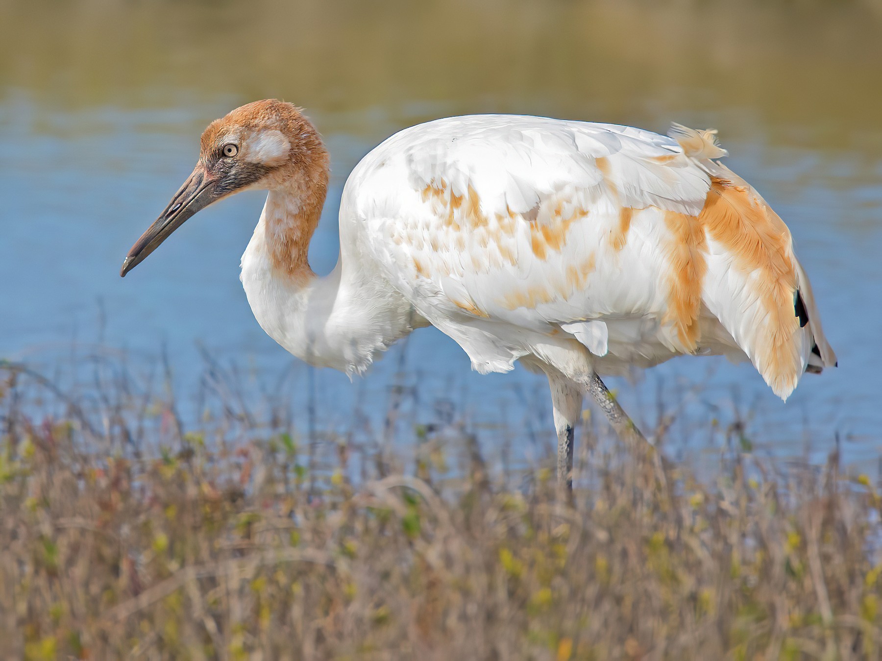 Whooping Crane - Bill Morris