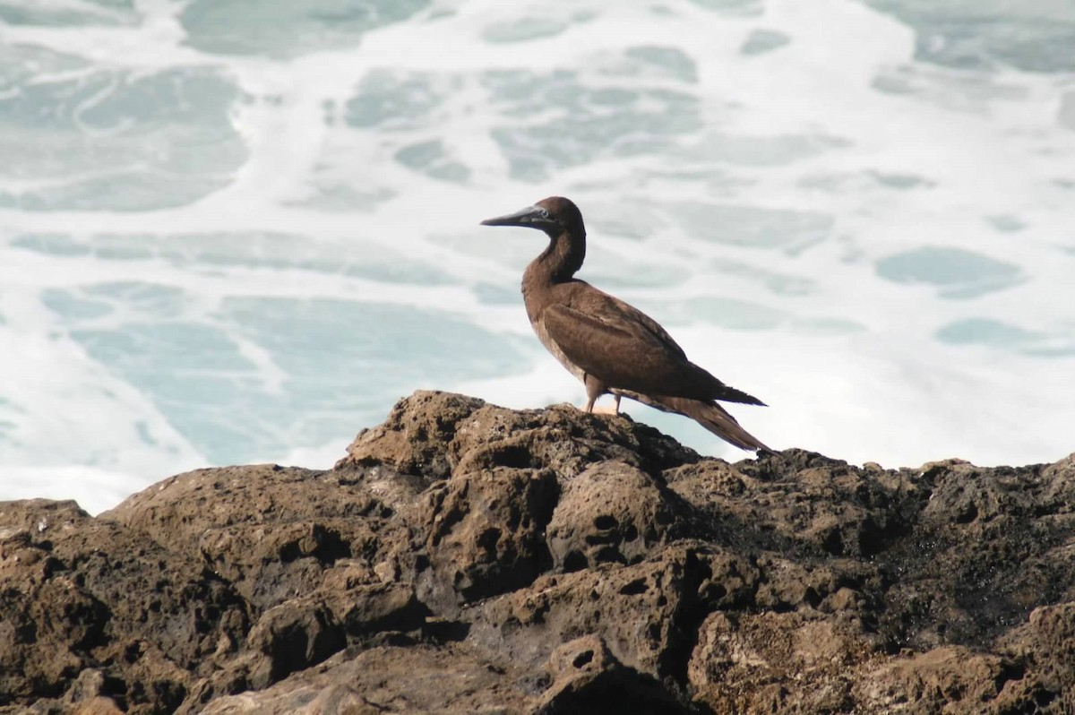 Brown Booby - ML303228391