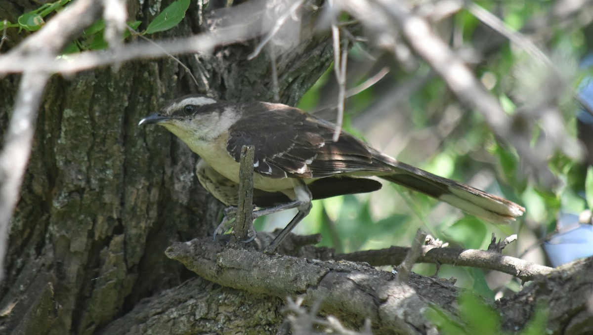 Chalk-browed Mockingbird - andres ebel