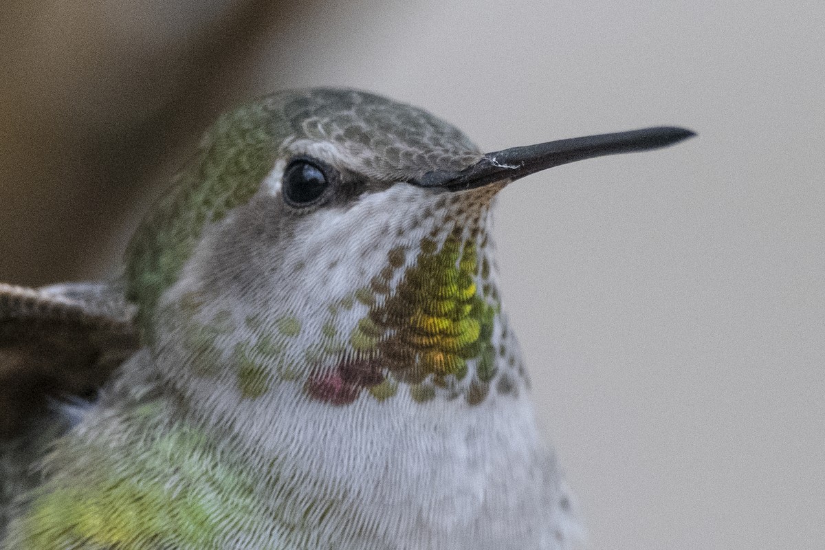 Anna's Hummingbird - ML303242241